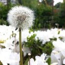 민들레홀씨 이미지