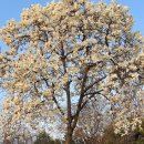 장안공원주유소 이미지