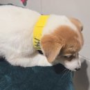 쫄보남매 나미🐶 이미지