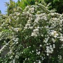 고요정원 이미지