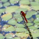 시나브로 이미지