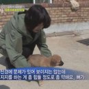 동물농장 이미지