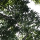 106차 인제 자작나무 숲+회동계곡(6/21) 이미지