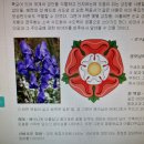 [상징 속 성인 읽기] 성모님을 상징하는 식물들 이미지