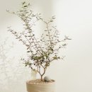 써니플랜트
