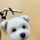 늘봄펫살롱 이미지