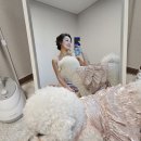 페시얌