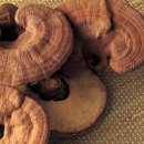 불로초교 이미지