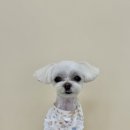 몽실몽실 애견미용 이미지