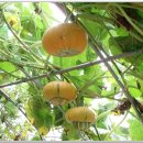 진목마을 이미지