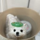 반려동물미용실 언니네 이미지