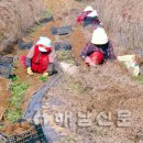 둥근마 벼농사보다 소득 7배 [해남신문 박성기 기자] 이미지