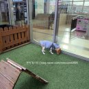 강릉유치원 | 강릉 세인트존스 호텔 (펫룸 후기)