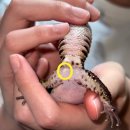 쥬쥬동물병원 이미지