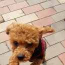 두솔아이 이미지