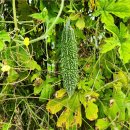 여주-0616 네이버블로그
