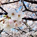 스타벅스시흥목감DT점 이미지