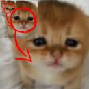 코다스 | 이영인이 쓰라고해서 쓰는 8월 블로그
