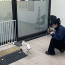 조이 동물 재활클리닉 | 은해펫] 광명 강아지 보조기 맞춤제작 노령견 착용 솔직 후기(사이즈 정보/구매처/사용방법/할인꿀팁)