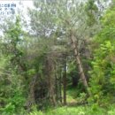 더제주1033