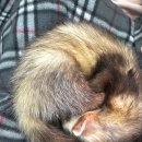 마리앤쥬(ZOO) 이미지