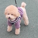 천선 이미지