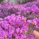 효성주유소 개방화장실 | 안양효성 진달래 축제 다녀온 후기