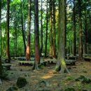 제주도 숲길 제주 서귀포 치유의숲 편백나무 숲 체험 숲캉스 이미지
