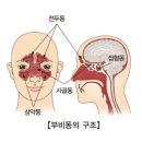 눈알이 빠질것 같고 편두통이 오지며 갑자기 치통이 생긴다면 바로 '이 병'이다. 이미지