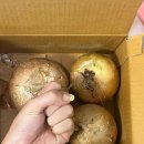 법인올팜 네이버블로그