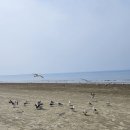 서해칼국수 | 구시포해수욕장 맛집✨고창 서해바다/서해수산 🐙 제철 쭈꾸미 숙회 미쳤다♥백합칼국수 서해수산 후기