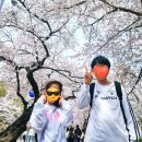 라온365온누리약국 | [계절일기] 2025 여의도봄꽃축제