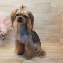 체인지펫미용 이미지