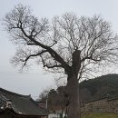 고목초등학교 이미지