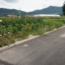 사암부동산공인중개사사무소 | [동내면 사암리] 오감재---사암1리 방향 접근성 좋은 토지 매매합니다