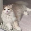 이쁘냥 고양이미용실 대전점 | |대전| 내돈내산 무마취 미용 [이쁘냥고양이미용실] 찐 후기