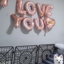 댕댕테이블 이미지