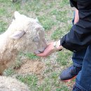 동태목장 이미지