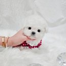 어벤져스켄넬 탑클래스펫 강아지분양 | 시흥애견분양 특별해 (송도, 부평, 청라, 군포)