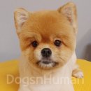 루이앤독스 이미지