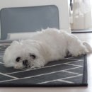 아라i동물병원 이미지