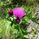 봄철 효소재료 6 - 꽃다지/꽃마리/긴병꽃풀/엉겅퀴/산죽 이미지