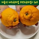 겨울간식 고당도한라봉 제주한라봉 명절 선물로도 좋아요