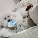 삼송데이케어 펫호텔 이미지