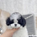 행운켄넬 이미지