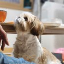 견생템 | 견생로그 #7 | 아츄와의 추억을 간직하는 특별한 방법, 9월의 아츄의 하루 모음.zip