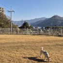 퍼피 그라운드 | 가평 디온 카페&amp;퍼피 그라운드, 애견운동장 대여 후기!