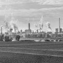 가행나무 이미지