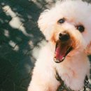 고마워, 강아지 이미지