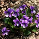 행복한가 이미지